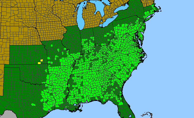 The range of Athyrium asplenioides
